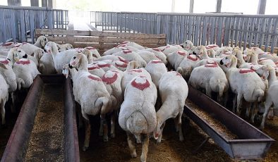 Konya Büyükşehir Kurban Bayramı’na Hazır